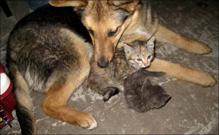 Stray dog cares for kittens