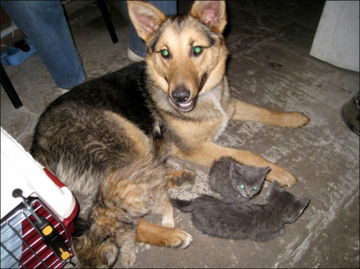 Dog foster mother with her kittens