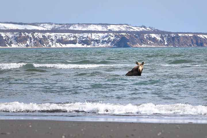 There is no time for spa! A hungry bear chases a moose out of the ocean