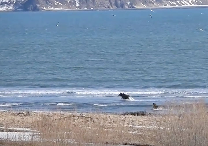 https://siberiantimes.com/other/others/news/on-the-same-wavelength-a-brown-bear-filmed-mimicking-a-gray-whale-in-kamchatka