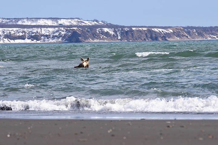 There is no time for spa! A hungry bear chases a moose out of the ocean