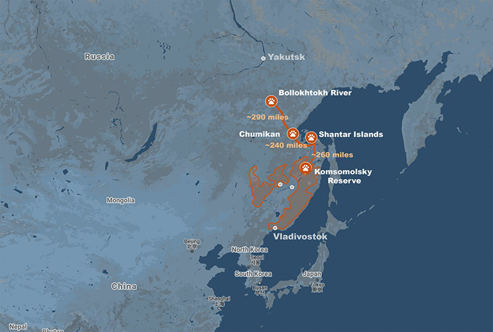 Adventurous young Amur tiger wanders record 1,300km north of its traditional habitat