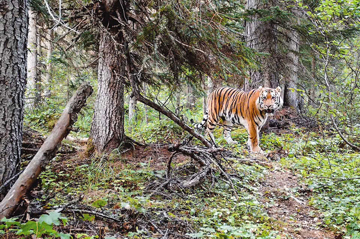 Adventurous young Amur tiger wanders record 1,300km north of its traditional habitat