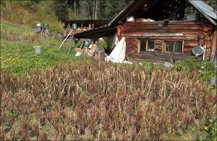 Bear threatens the loneliest woman in Russia who begs for a companion to join in her hermit lifestyle