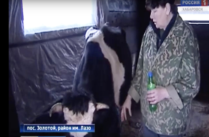 Pensioner with pacemaker kills an Amur tiger 