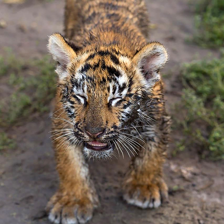 Siberian zoo shares a video of a young tiger using an unusual high-pitched call  