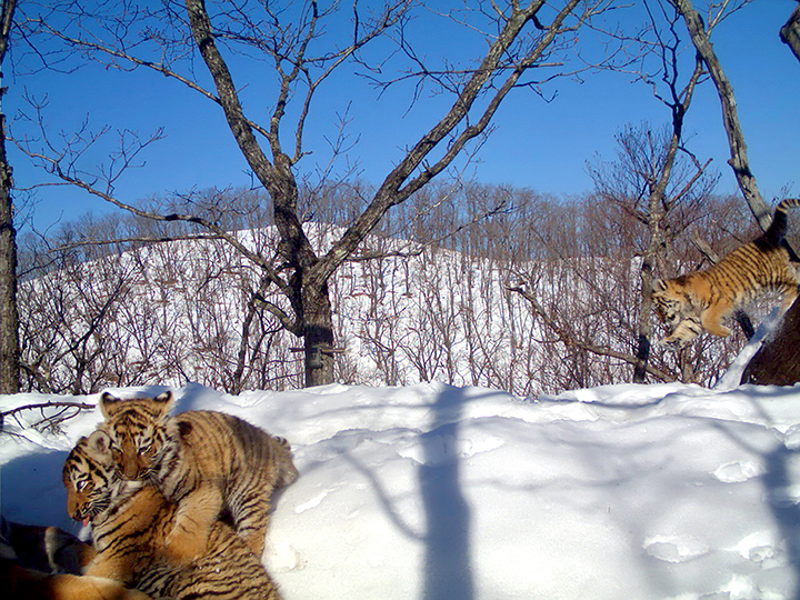 The comeback cats - amazing pictures show family life of Amur tigress and her three cubs