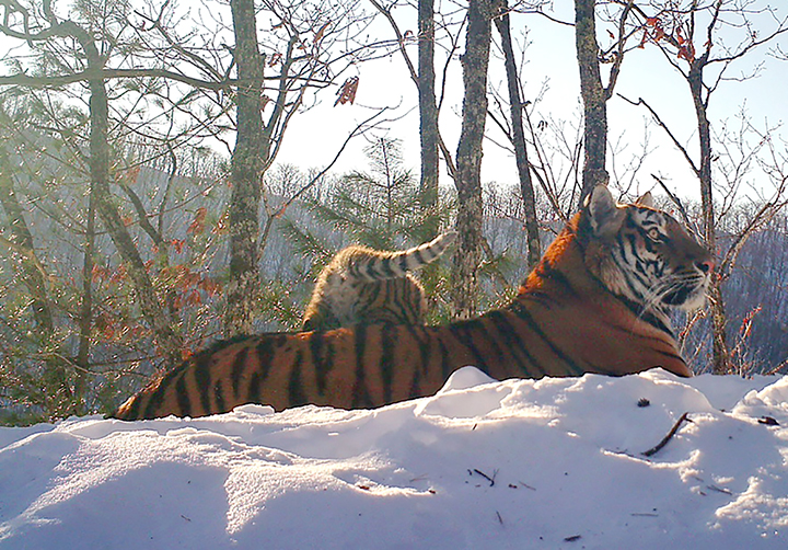 The comeback cats - amazing pictures show family life of Amur tigress and her three cubs