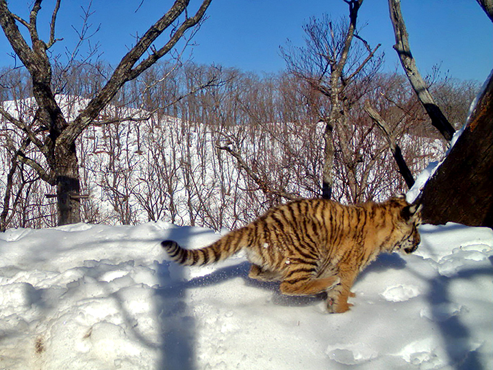 The comeback cats - amazing pictures show family life of Amur tigress and her three cubs