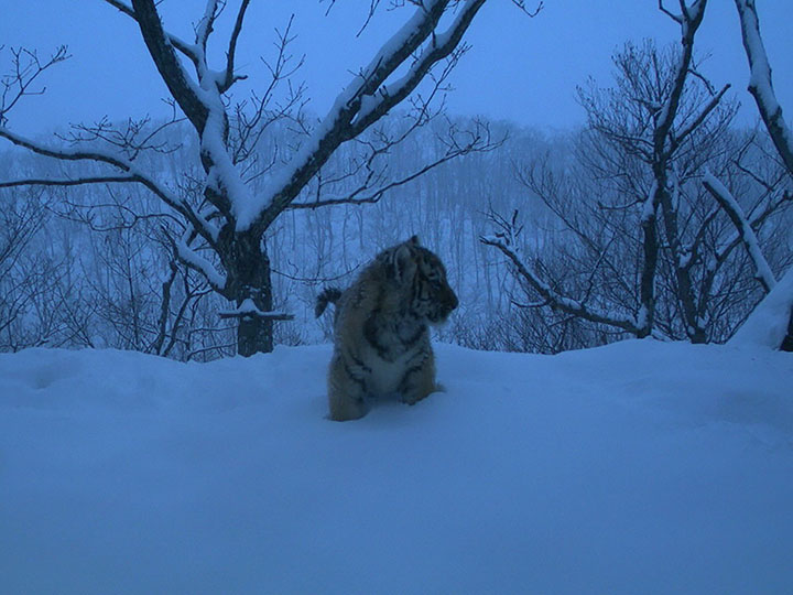 The comeback cats - amazing pictures show family life of Amur tigress and her three cubs