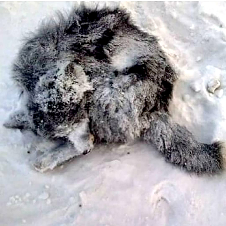 Stray animal catastrophe as they freeze to death on streets of the world’s coldest city