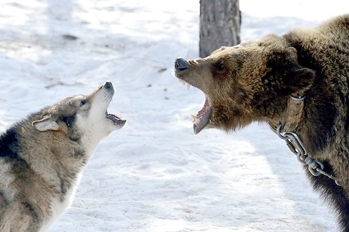 Hunters around Russia rally against proposed  ban on bear baiting