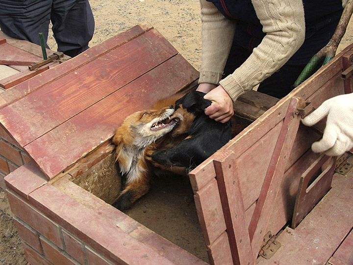 Hunters around Russia rally against proposed  ban on bear baiting