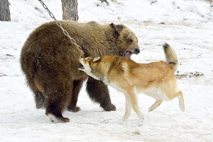 Hunters around Russia rally against proposed  ban on bear baiting