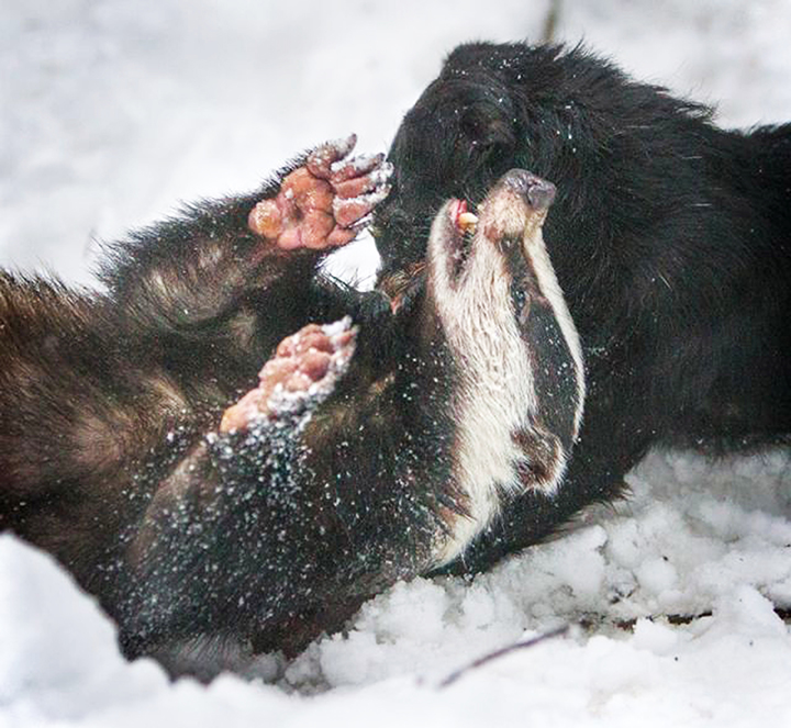 Hunters around Russia rally against proposed  ban on bear baiting