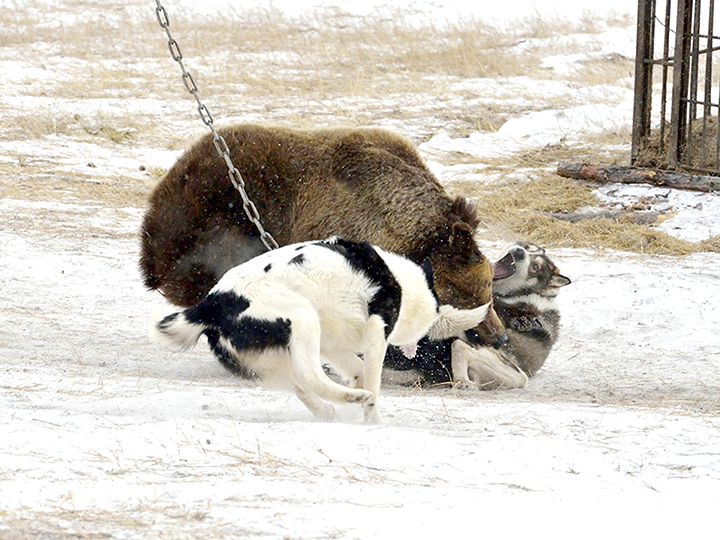 Hunters around Russia rally against proposed  ban on bear baiting