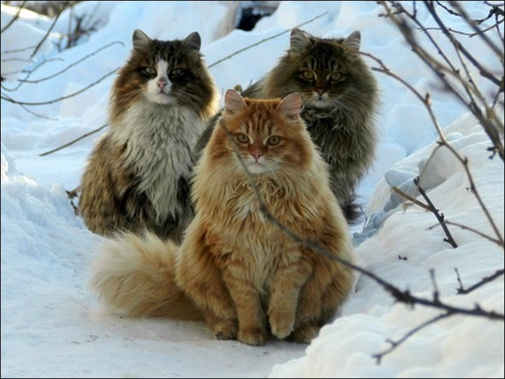 Alla Lebedeva's cats