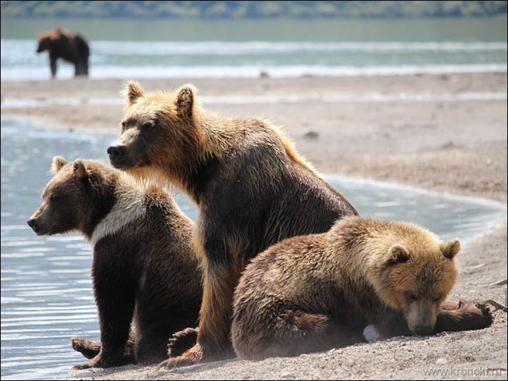 Bear Motya with her family