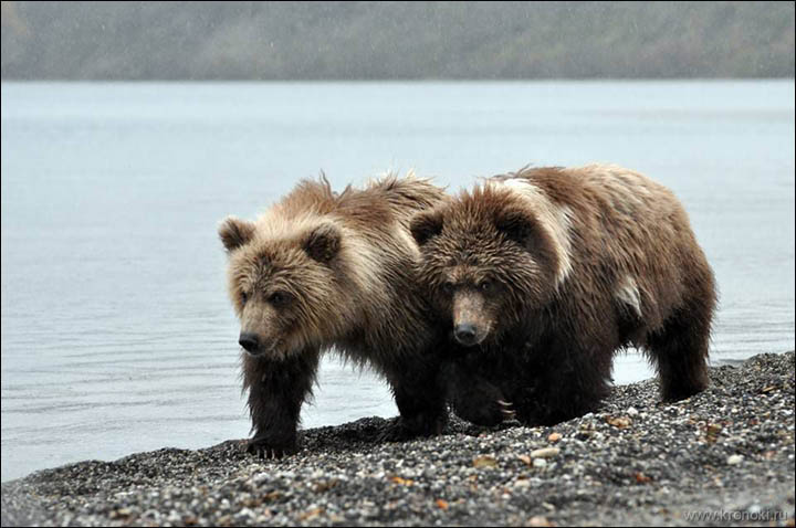 Bear Motya as a cub