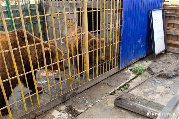 Bear attack in Tomsk