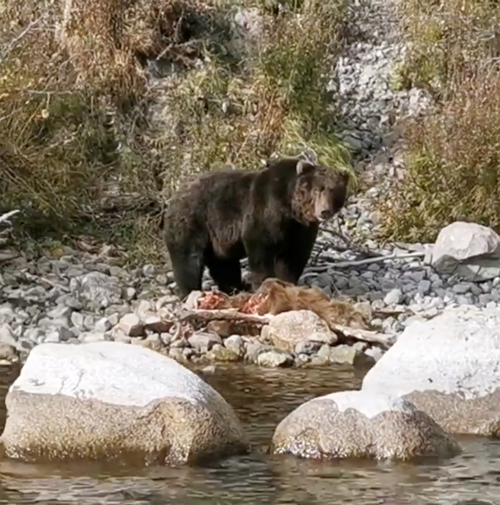 Brown bear cubs fall victim to adult males in Eurasia's largest protected population of the species