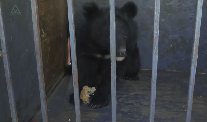 Bear cub in Dalnegorsk