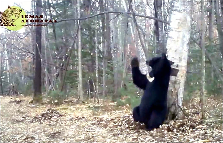 Let's get moving! See the great Siberian bear dancing