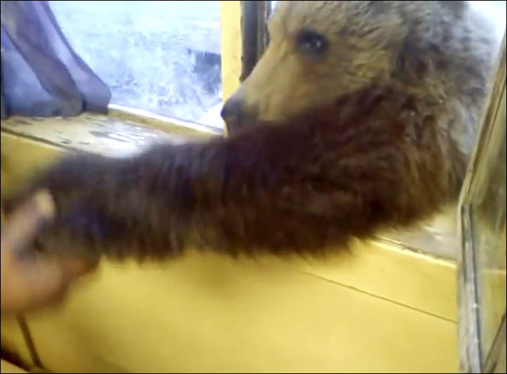 Bear eats biscuits