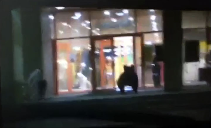 Bear in the shop
