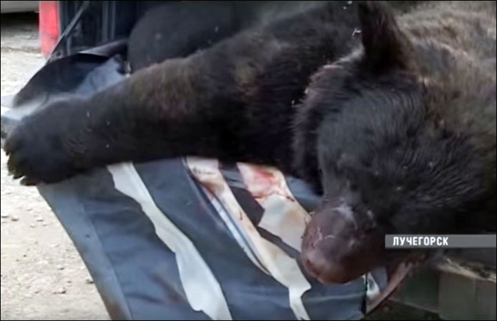 Bear invasion in Luchegorsk