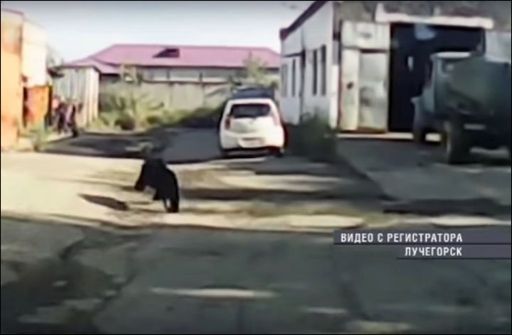 Bear invasion in Luchegorsk
