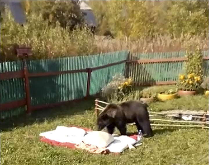 Bear invasion