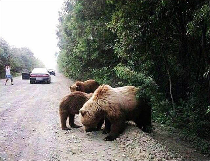 Bear invasion