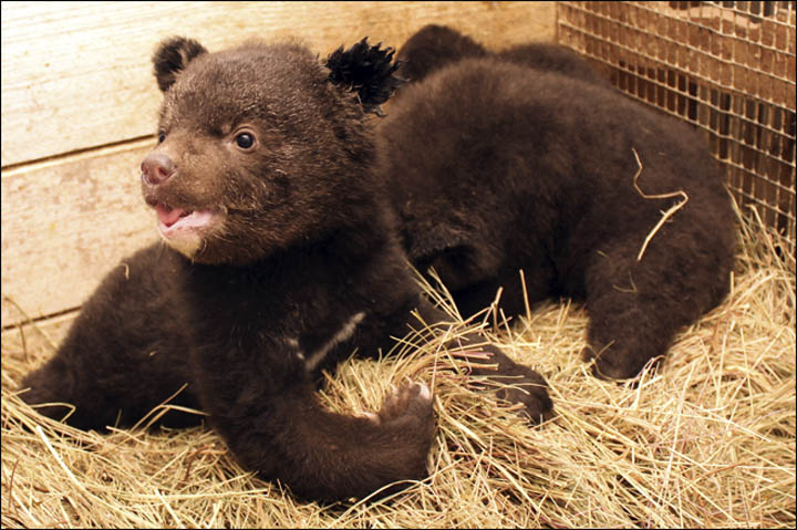 Orphan bear cubs