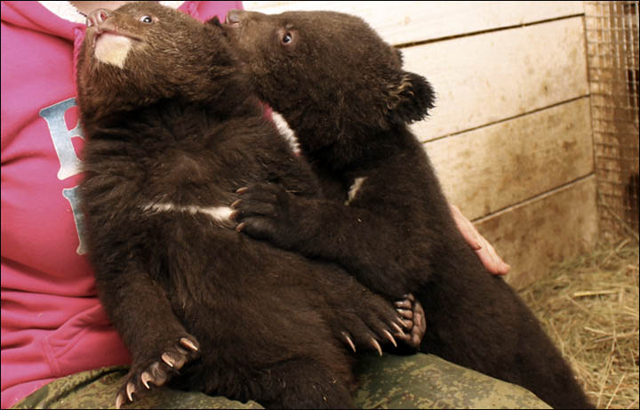 Bear orphans