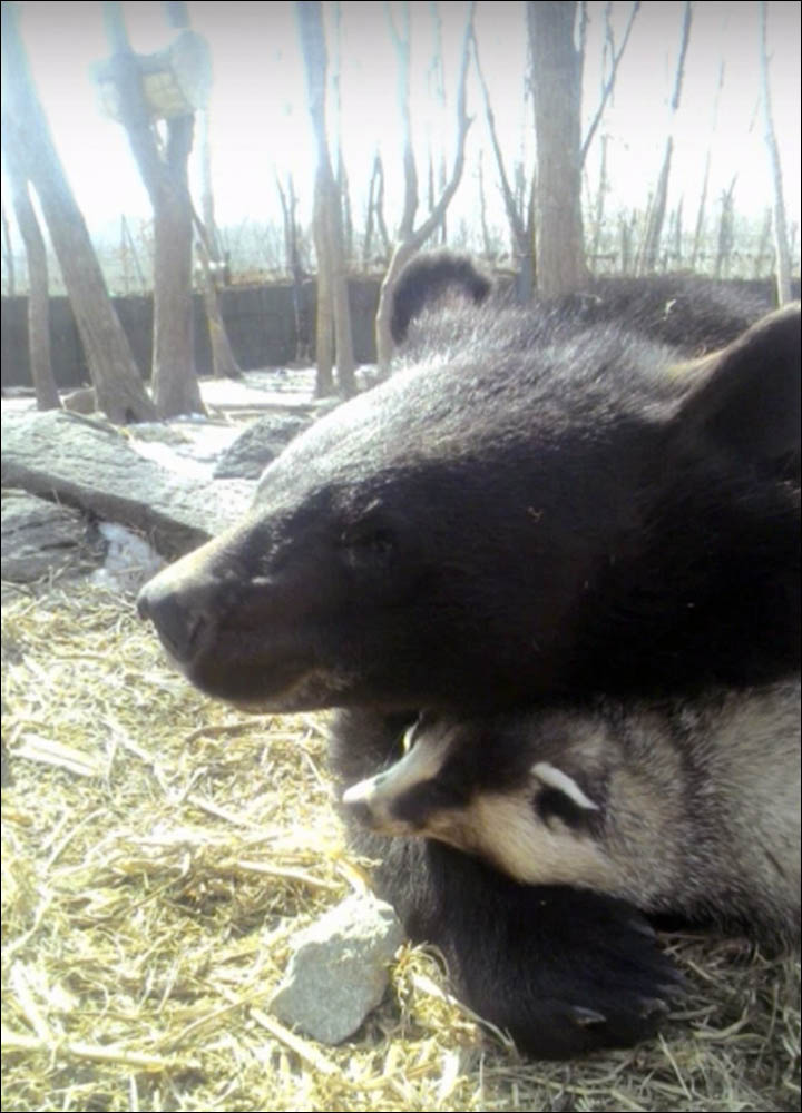 Bear plays with badger