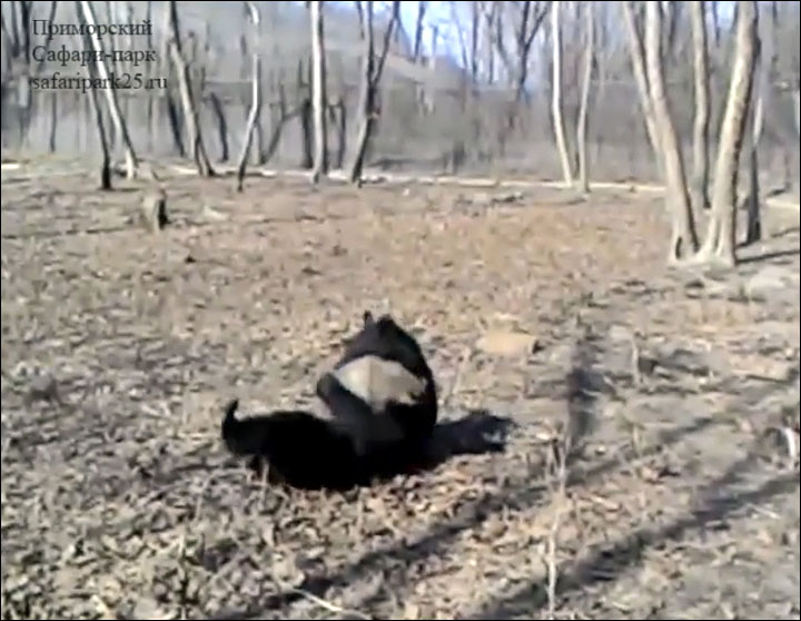 Bear plays with badger