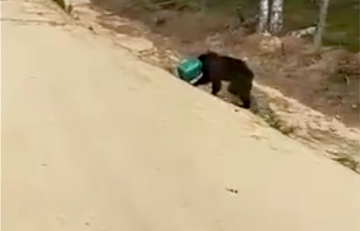 Search on for brown bear with its head stuck in a canister   Rangers in Yakutia are on a lookout after watching a video showing  a failed rescue attempt. 