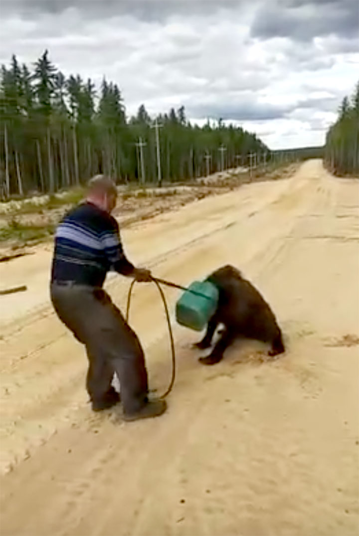 Search on for brown bear with its head stuck in a canister   Rangers in Yakutia are on a lookout after watching a video showing  a failed rescue attempt. 