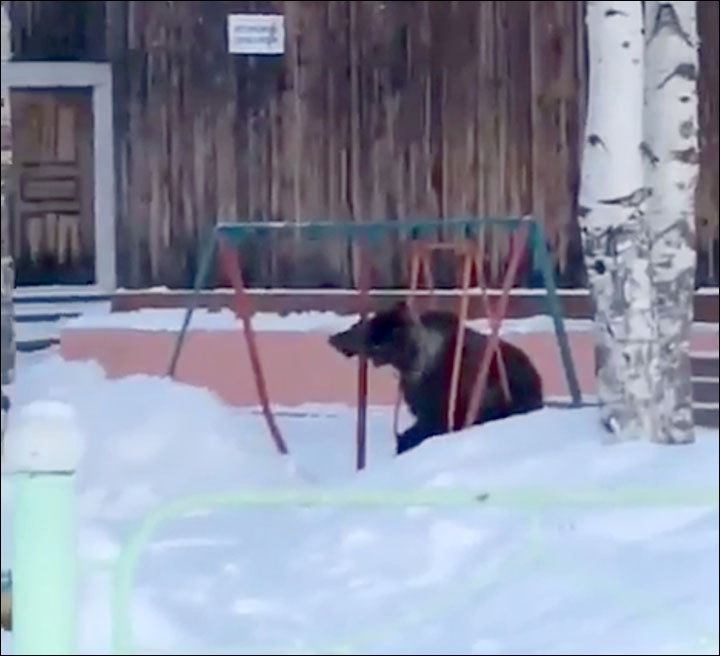 I… just…don’t fit! Why is this seat so small?   A brown bear cub filmed trying to have a swing at a playground in Tomsk region. 