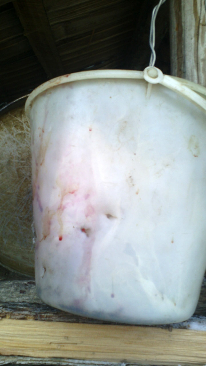 Bucket with the traces of teeth