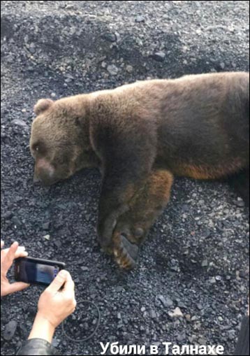 Bear spotted near Norilsk