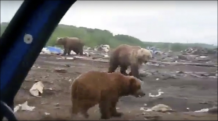 Bears at the dump