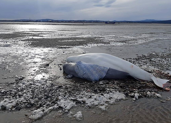 One more beluga family saved as rescuers call for creating whale emergency centres in Russian Far East 