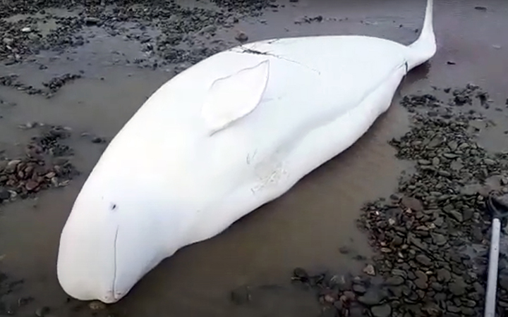 Hero inspector saved two adult beluga whales and their crying stranded on the beach 