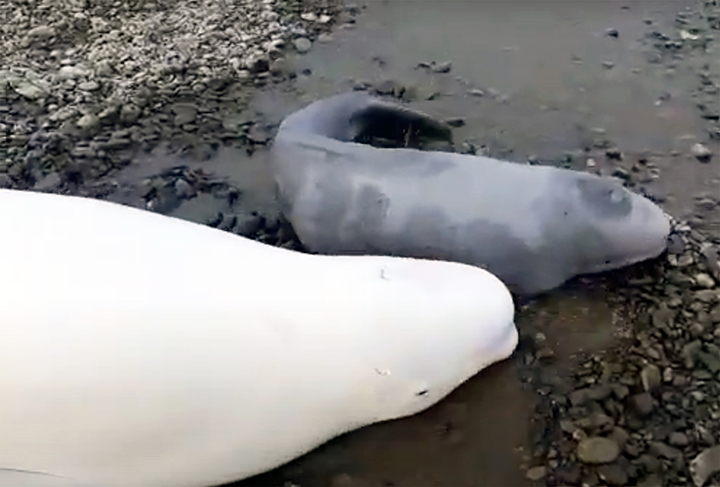 Hero inspector saved two adult beluga whales and their crying stranded on the beach 