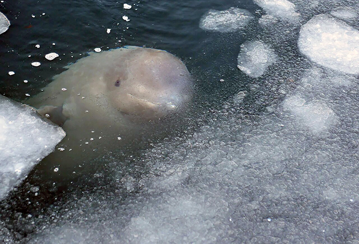 International and Russian ecologists beg not to interact with beluga whales released from the ‘Whale Jail’