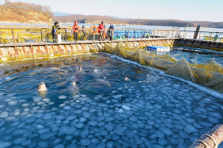 International and Russian ecologists beg not to interact with beluga whales released from the ‘Whale Jail’