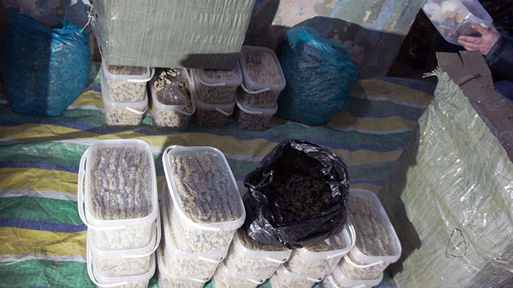 Biggest-ever smuggling operation of tiger and bear body parts foiled close to Chinese border