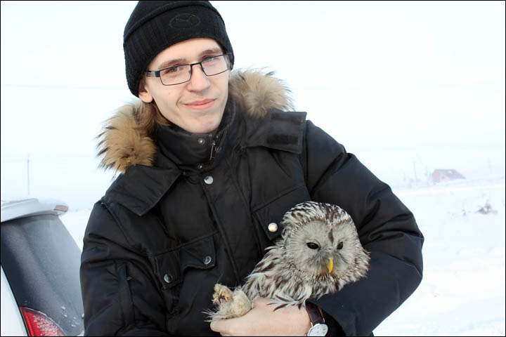 Birds of prey Siberia